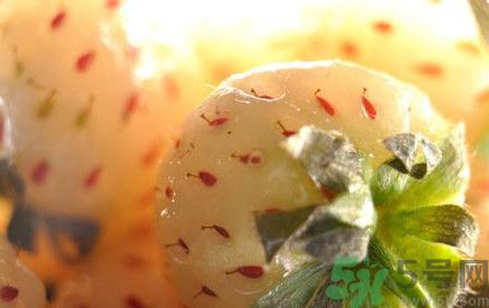 菠蘿莓孕婦能吃嗎？菠蘿莓懷孕可以吃嗎？
