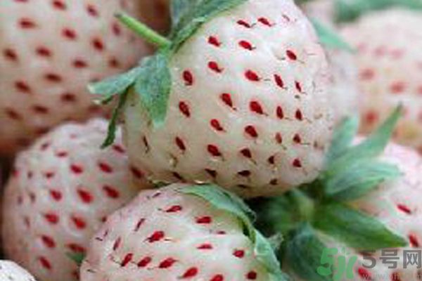 菠蘿莓孕婦能吃嗎？菠蘿莓懷孕可以吃嗎？