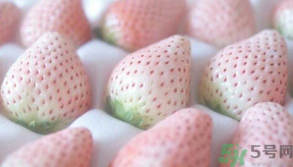 寶寶能吃菠蘿莓嗎？嬰幼兒能吃菠蘿莓嗎？