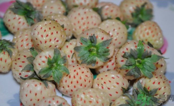 寶寶能吃菠蘿莓嗎？嬰幼兒能吃菠蘿莓嗎？
