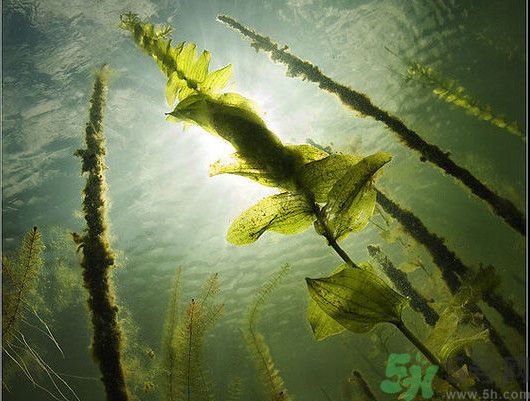 海帶用冷水泡還是熱水泡發(fā)？海帶怎么泡才不會(huì)發(fā)硬？