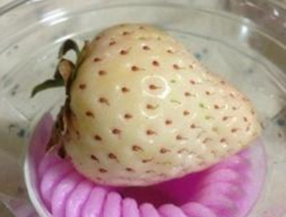 懷孕初期能吃菠蘿莓嗎？懷孕5個(gè)月可以吃菠蘿莓嗎？