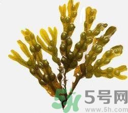 哪種海帶吃起來比較好？海帶有什么類別？