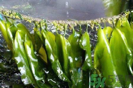 哪種海帶吃起來比較好？海帶有什么類別？