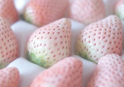 寶寶能吃菠蘿莓嗎？嬰幼兒能吃菠蘿莓嗎？