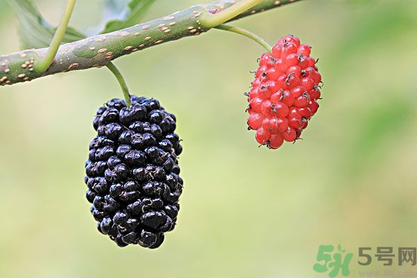 哺乳期能不能吃桑葚？桑葚產(chǎn)婦能吃嗎？