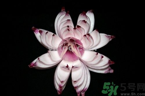 洋蔥可以包餃子嗎？洋蔥怎么做餃子餡？