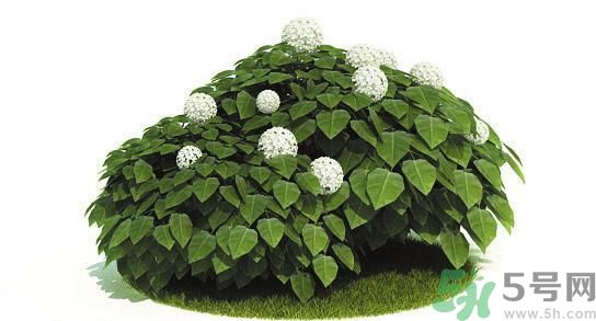 吸收毒氣的植物有哪些？凈化空氣的植物有哪些？