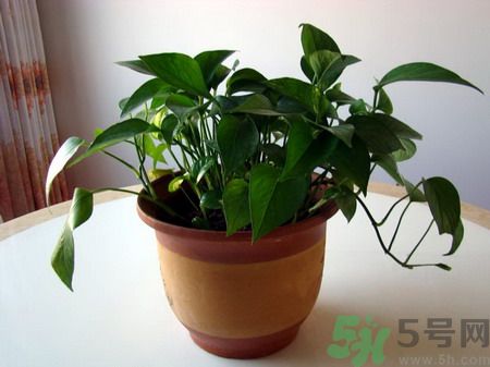 吸收毒氣的植物有哪些？凈化空氣的植物有哪些？