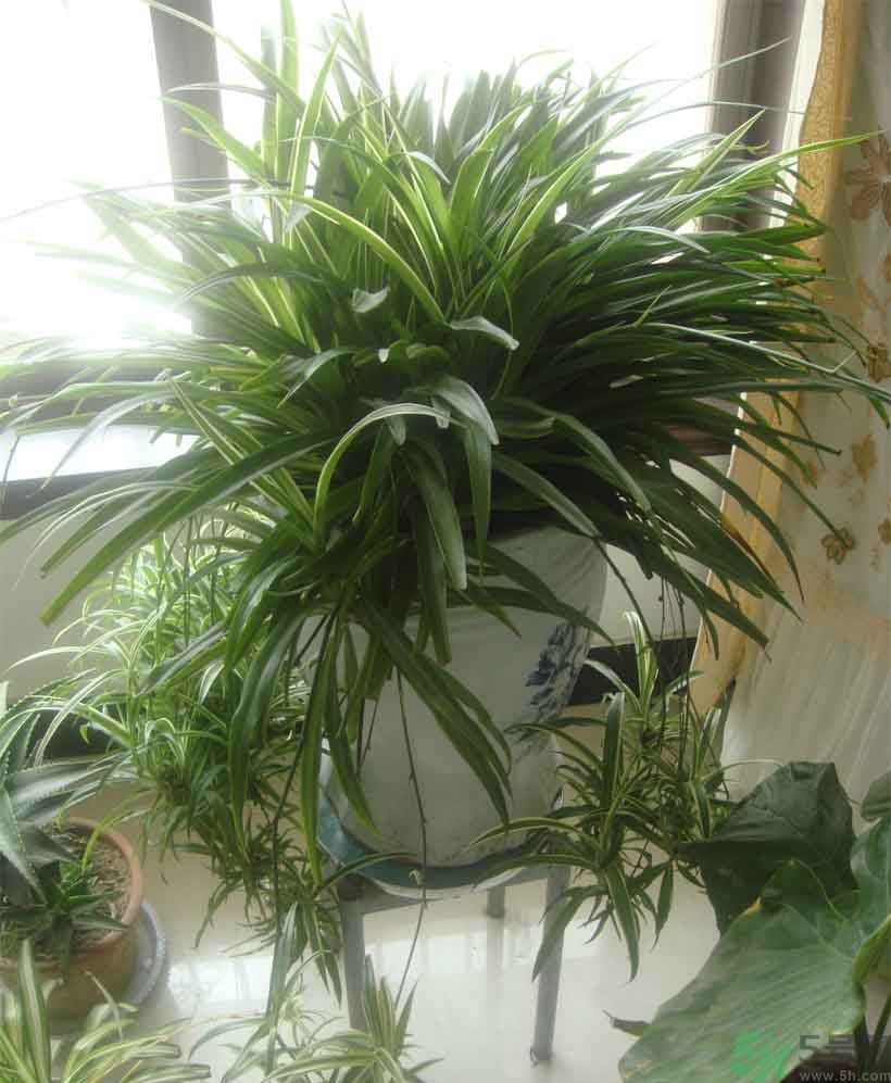 吸收毒氣的植物有哪些？凈化空氣的植物有哪些？