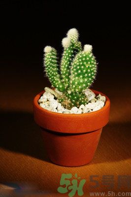 吸收毒氣的植物有哪些？凈化空氣的植物有哪些？