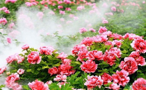 牡丹的花語是什么？牡丹的寓意是什么？