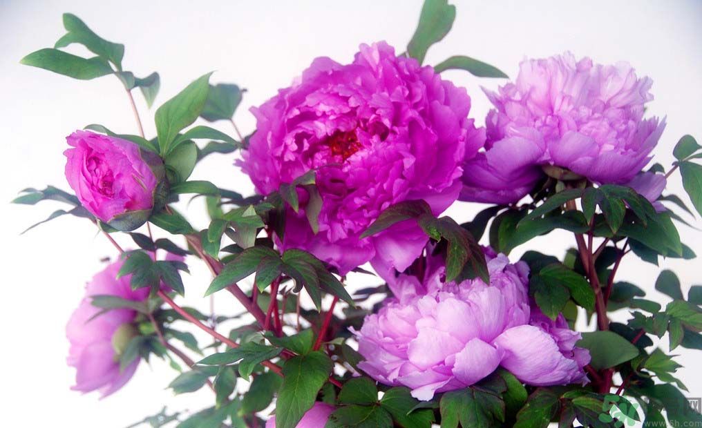牡丹的花語是什么？牡丹的寓意是什么？
