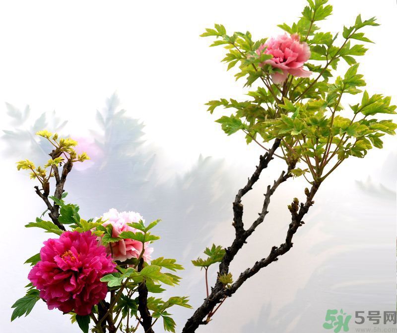 牡丹的花語是什么？牡丹的寓意是什么？