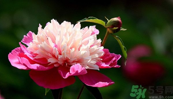 牡丹花可以吃嗎？牡丹花怎么做好吃？