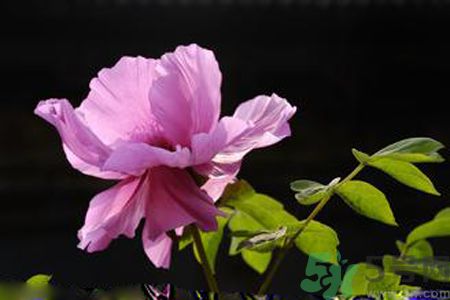 牡丹花可以吃嗎？牡丹花怎么做好吃？