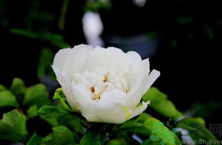 牡丹花可以吃嗎？牡丹花怎么做好吃？