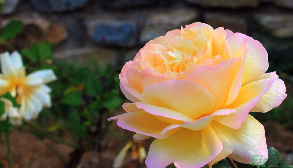 牡丹花茶可以美白嗎？喝牡丹花可以美白嗎？