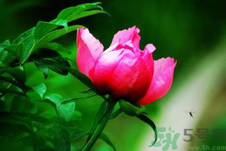 牡丹花茶可以美白嗎？喝牡丹花可以美白嗎？