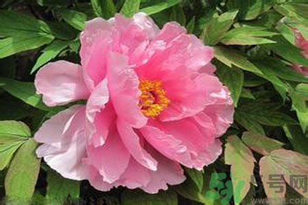 牡丹花茶可以美白嗎？喝牡丹花可以美白嗎？