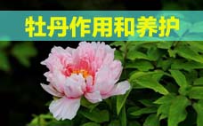 扦插的月季多久會開花？扦插月季多久可開花？