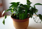 可以吸毒氣的植物有哪些？?jī)艋諝獾闹参镉心男?></a>
<p class=