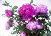 牡丹花可以吃嗎？牡丹花怎么做好吃？