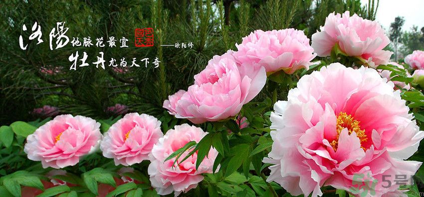 洛陽牡丹文化節(jié)活動有哪些？洛陽牡丹文化節(jié)門票是多少？