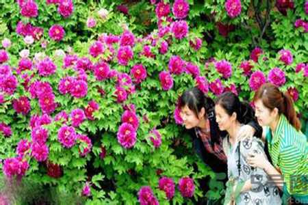 洛陽牡丹文化節(jié)活動有哪些？洛陽牡丹文化節(jié)門票是多少？