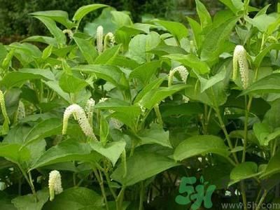 魚腥草可以止咳嗎？魚腥草止咳的辦法有哪些？