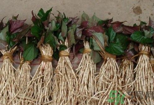 烏藥能和魚腥草一起泡茶喝嗎？烏藥和魚腥草一起吃好不好？