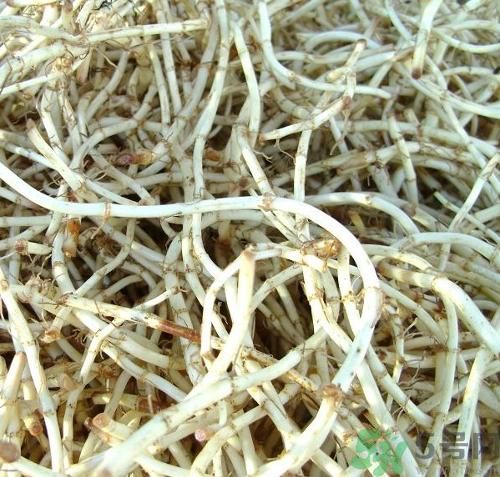烏藥能和魚腥草一起泡茶喝嗎？烏藥和魚腥草一起吃好不好？