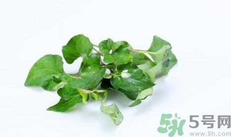 魚腥草可以抗輻射嗎？魚腥草怎么防輻射？