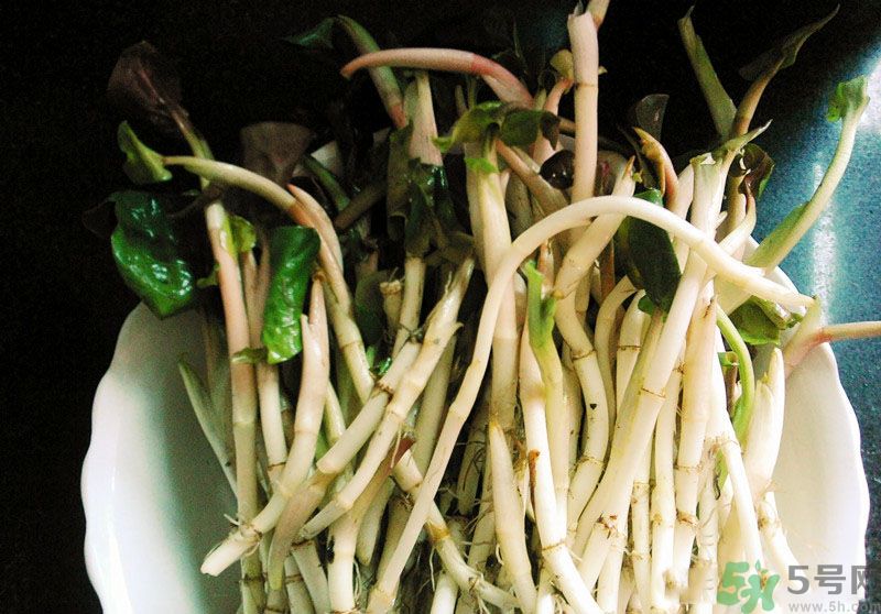 魚腥草可以抗輻射嗎？魚腥草怎么防輻射？