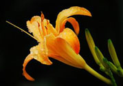 黃花菜可以治療抑郁癥嗎？?jī)蓢嶞S花菜治好了抑郁癥是真的嗎？
