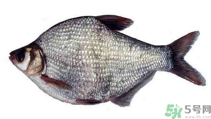 武昌魚是鳊魚嗎？武昌魚和鳊魚區(qū)別哪個(gè)好吃？