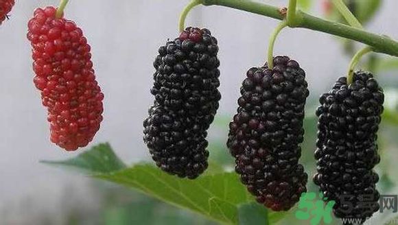 膽囊炎能吃桑葚嗎？膽囊炎吃桑葚好嗎？