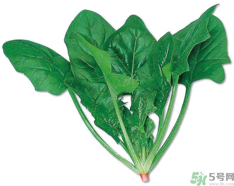 菠菜可以炒韭菜嗎？菠菜和韭菜一起吃怎么樣？