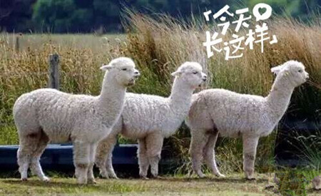 草泥馬是羊駝嗎？萌萌噠草泥馬居然被吃啦!