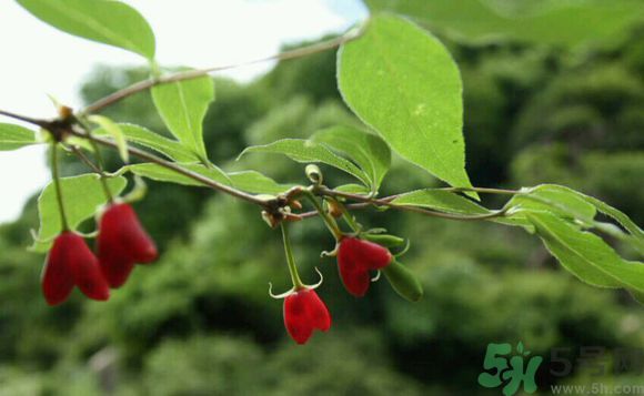 杈杷果好吃嗎？杈杷果的營養(yǎng)價值與功效