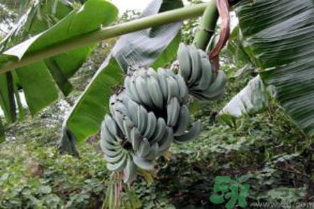 牛奶蕉是發(fā)物嗎？牛奶蕉是不是發(fā)物？