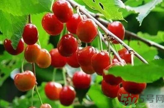 吃櫻桃拉肚子怎么辦？吃櫻桃拉肚子是怎么回事？