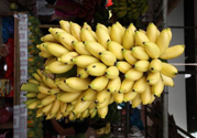 牛奶蕉是熱性還是涼性？牛奶蕉是涼性嗎？