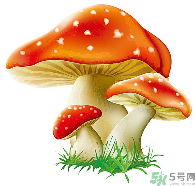 吃蘑菇可以喝酒嗎？吃蘑菇喝酒會(huì)中毒嗎？