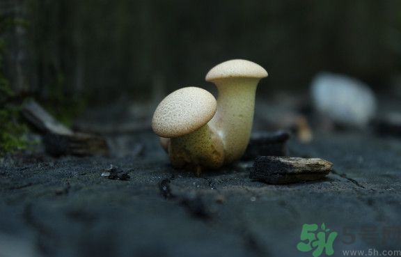 蘑菇有白毛能吃嗎？蘑菇上面長了一層白毛還能吃嗎？