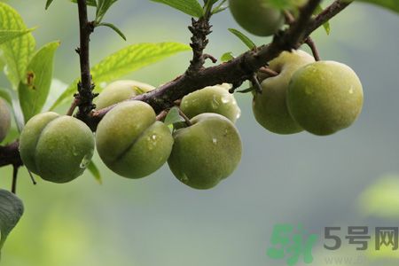 李子是熱性還是涼性？李子是涼性的嗎？