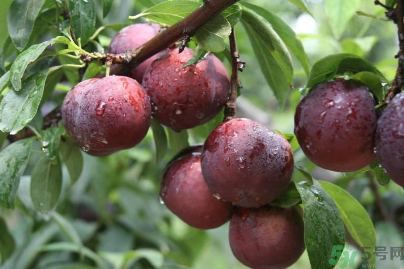 月經(jīng)期間可以吃李子嗎？月經(jīng)期間吃李子好嗎？