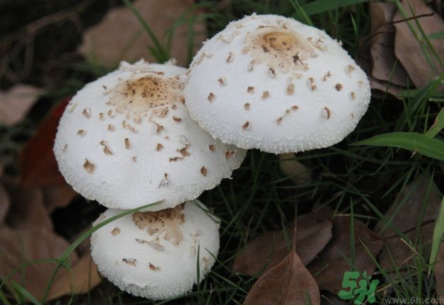 蘑菇能生吃嗎？蘑菇生吃會(huì)中毒嗎？