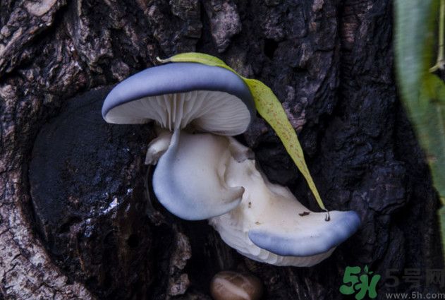 蘑菇能生吃嗎？蘑菇生吃會(huì)中毒嗎？