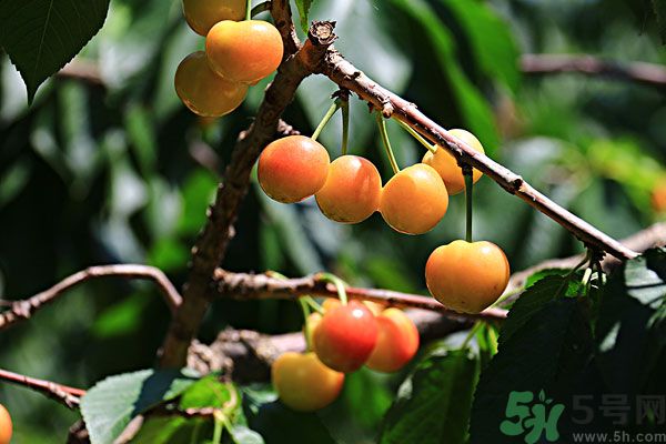 櫻桃枝能治療痛經(jīng)嗎？櫻桃枝的功效與作用